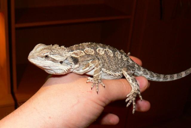 Barzdotoji agama