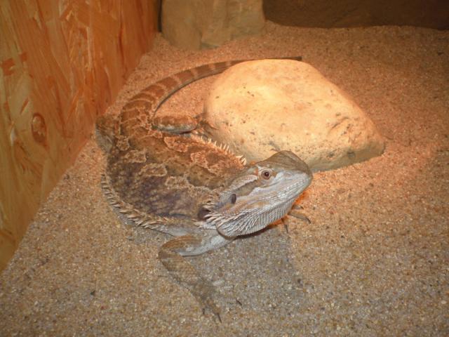Agama