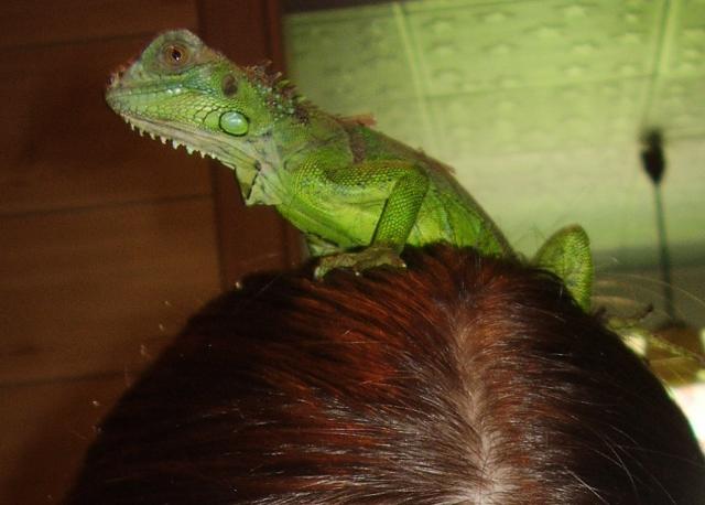 Iguana