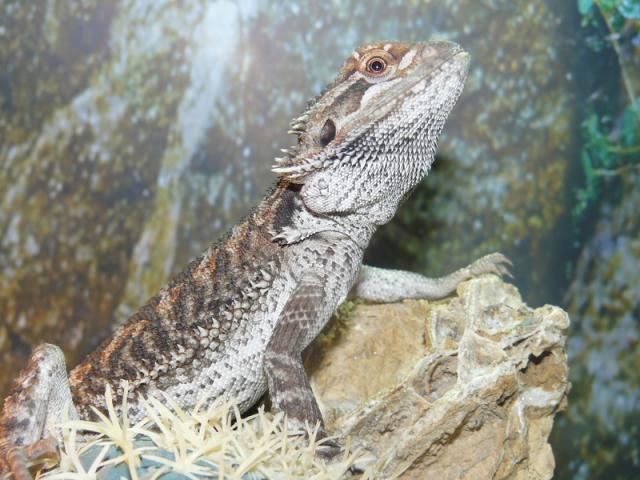 Pogona vitticeps