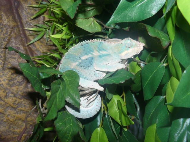 Furcifer pardalis