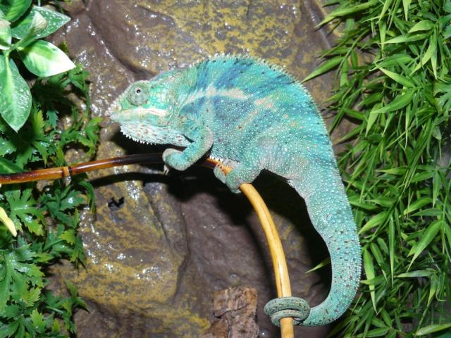  Furcifer pardalis