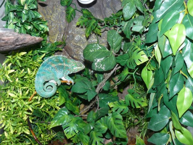 Furcifer pardalis
