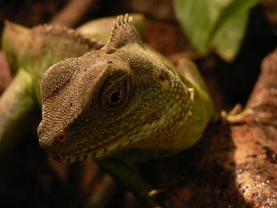 Physignatus Coccincinus 5