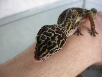 Eublefaras