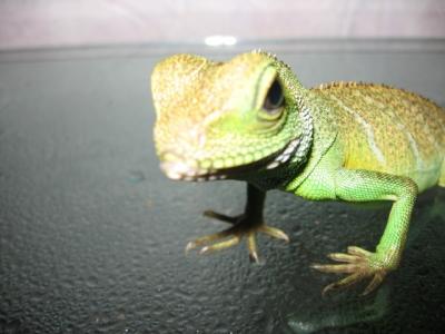 Physignatus Coccincinus 2
