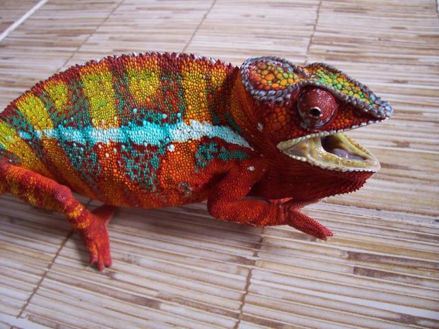 Furcifer pardalis