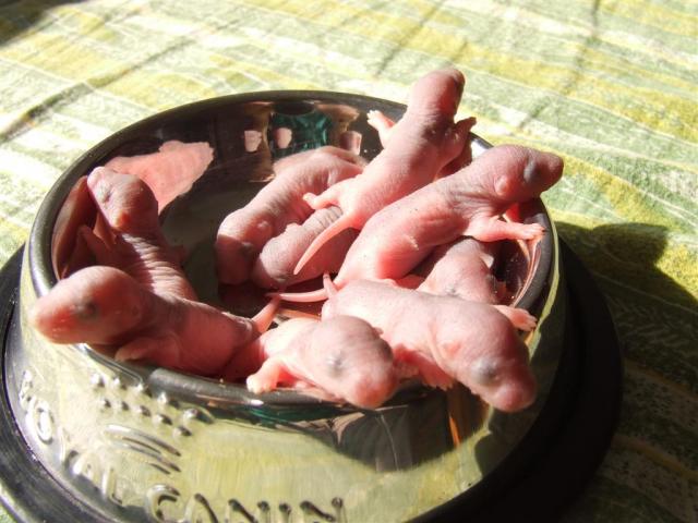 Iguanos meniu