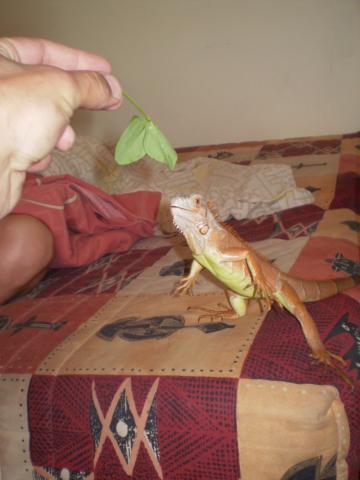 Pikolas