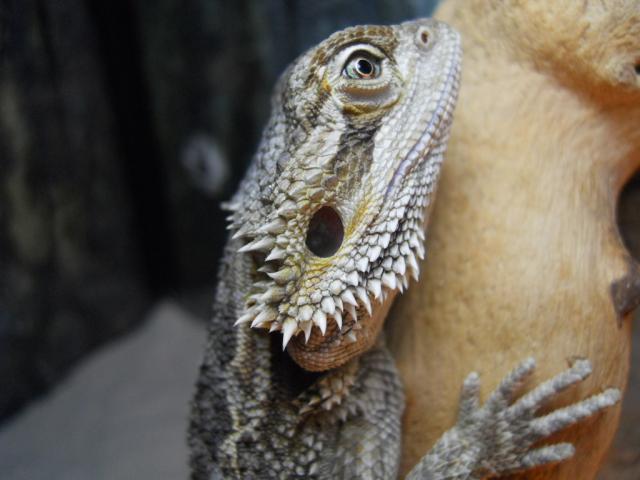 Barzdotoji agama