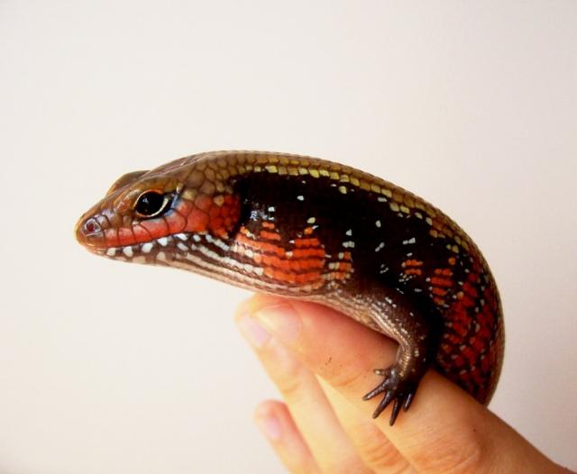 Riopa fernandi