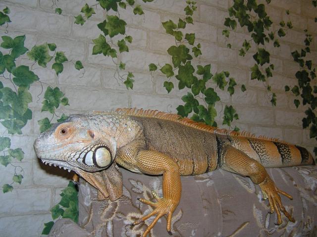 Roksis