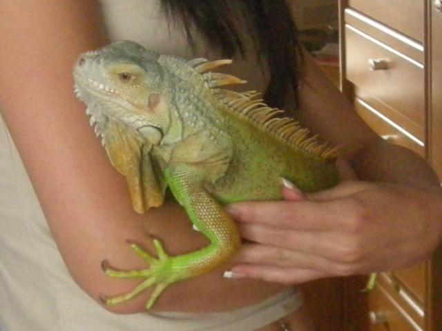 Iguana