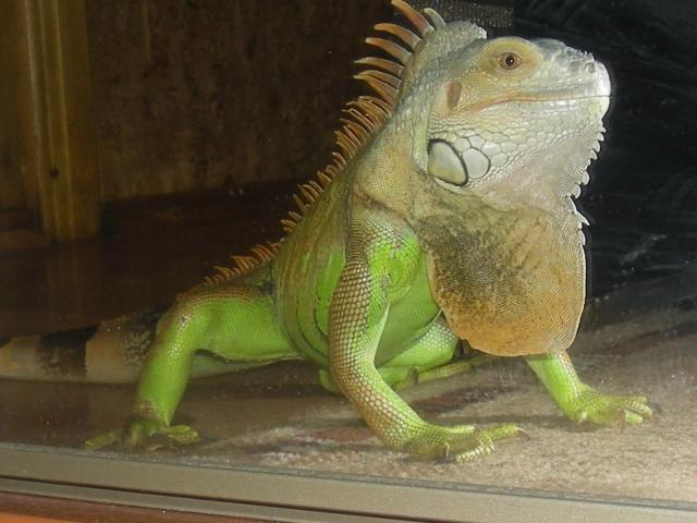 Iguana