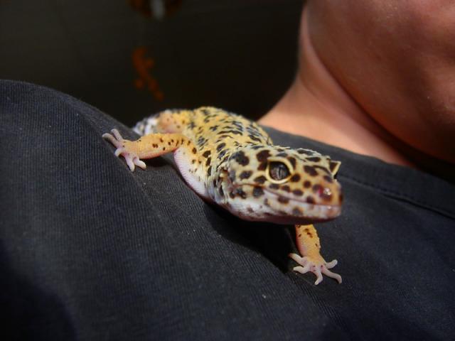 Eublefaras