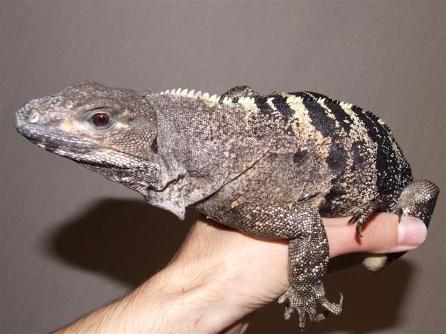Ctenosaura similis