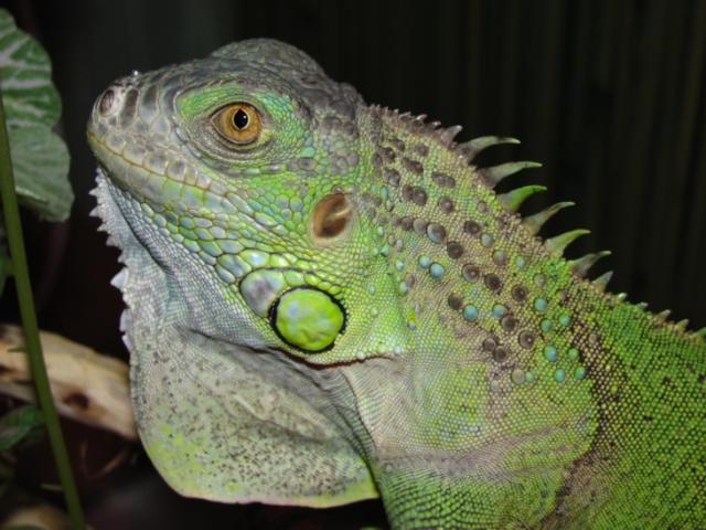 Smakas (iguana iguana)