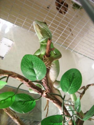 Jungle