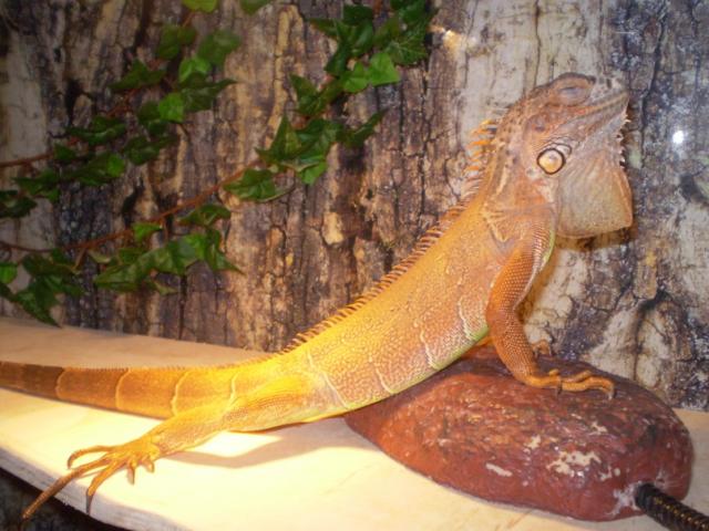 Red Iguana