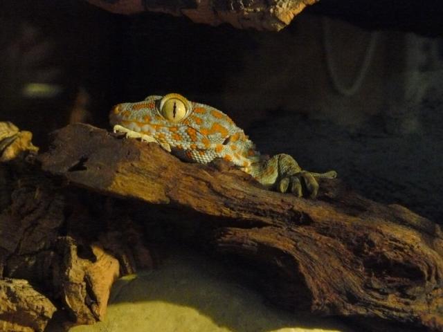 Gekko gecko