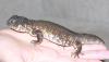 uromastyx_acanthinuris_t1.jpg