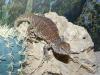 uromastyx_t1.jpg
