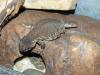 uromastyx_t1_1.jpg