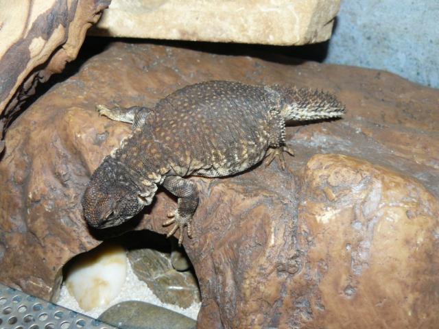 Uromastyx acanthinura 