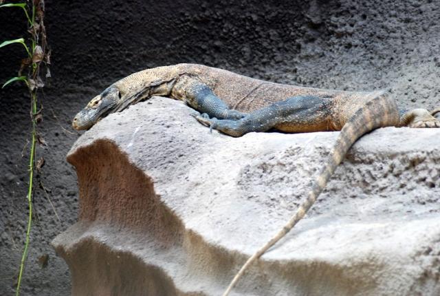 Komodo varanas