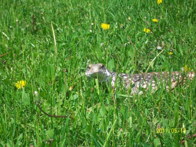 Varanus exanthematicus