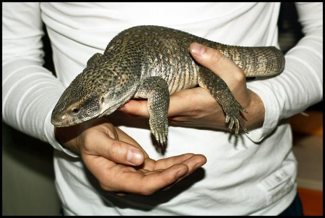 Varanus exanthematicus