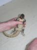 varanus_indicus_t1.jpg