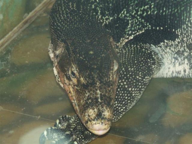 Varanus salvator