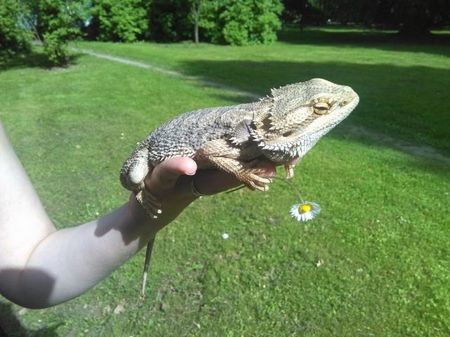 Barzdotoji agama