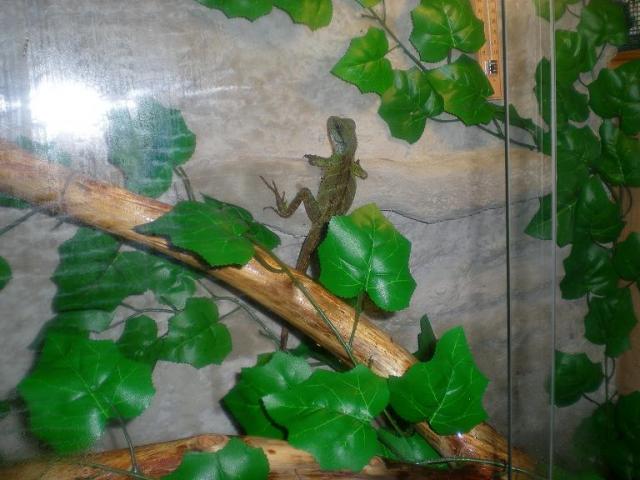Agama
