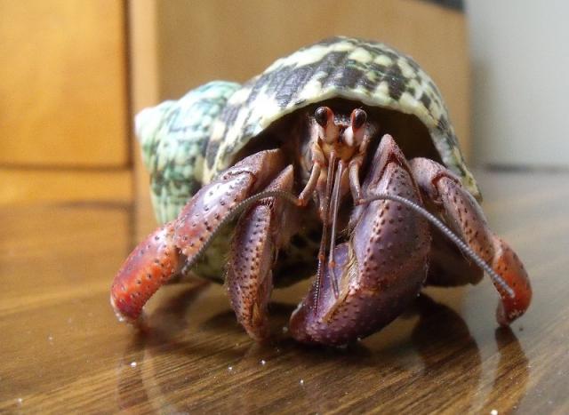 Coenobita clypeatus