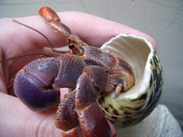 Coenobita clypeatus