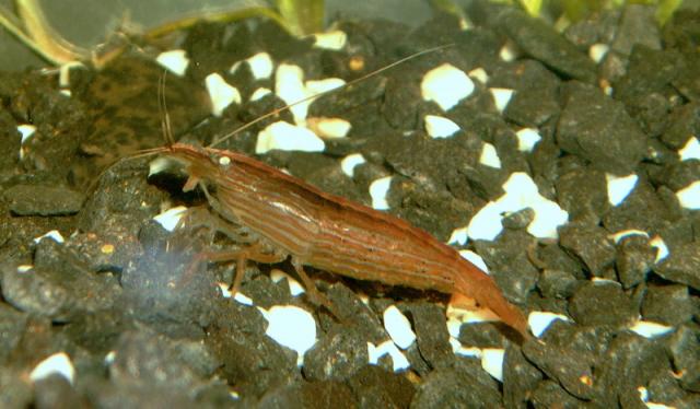 Atyopsis moluccensis