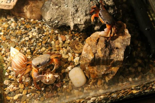 Vaivorykštinis krabas (Cardisoma armatum)