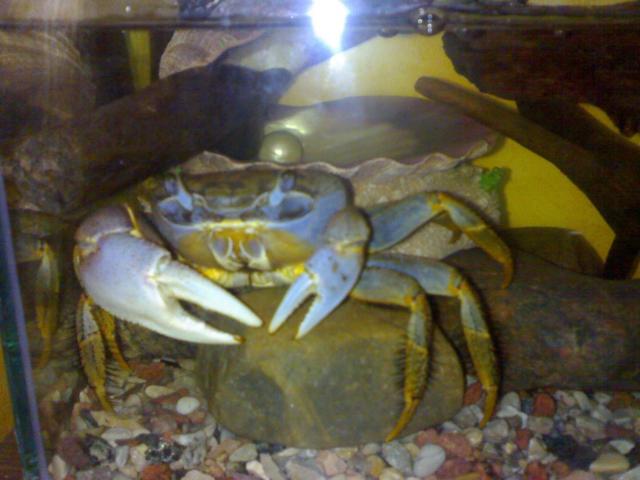 Krabas