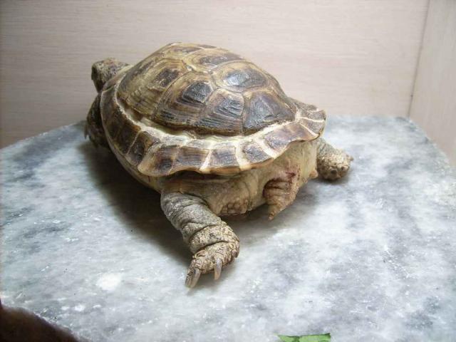 Pogo