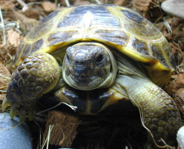Ką manote apie testudo snapą?