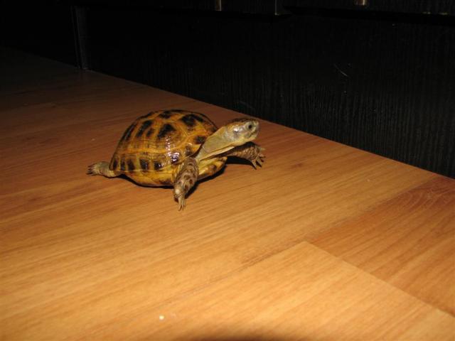 Testudo horsfieldi 2