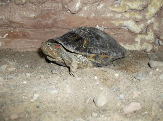 TRACHEMYS SCRIPTA ELEGANS
