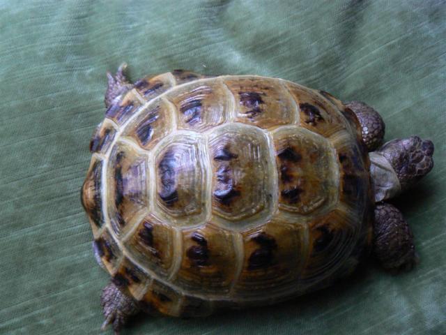 Agrionemis
