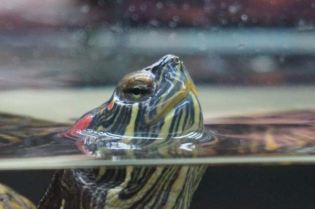 Trachemys scripta elegans