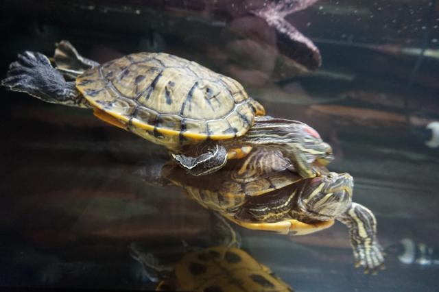 Trachemys scripta elegans