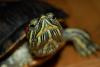 dsc_0009_t1.jpg