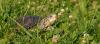 dsc_0077_t1.jpg