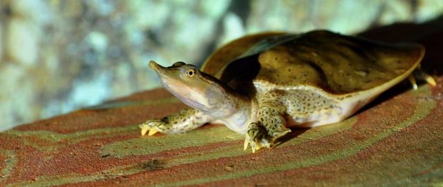 Apalone spinifera